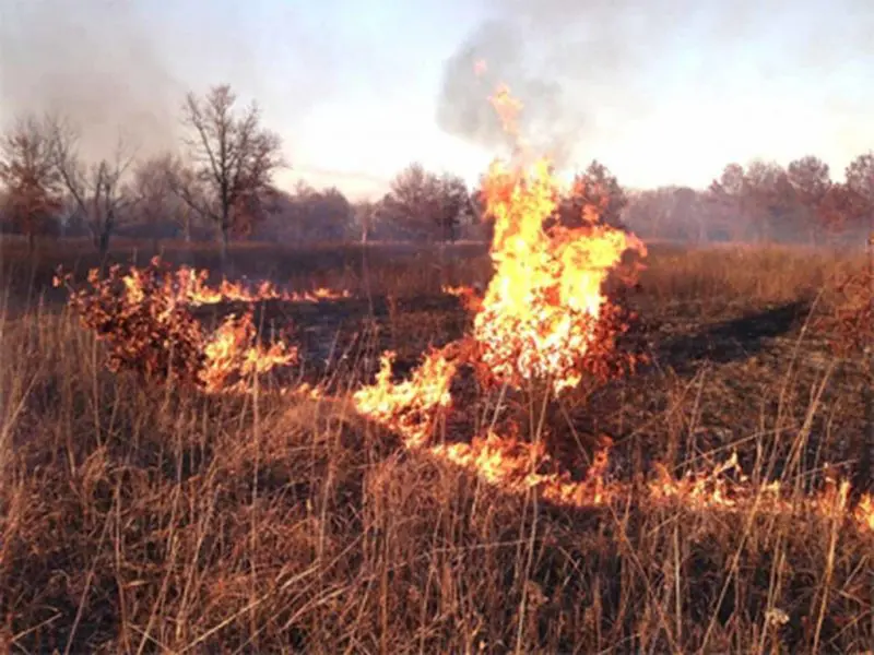 NEMA Bush Burning